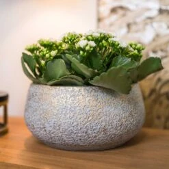 Noor Plant Bowl - Metallic Grey 9 Noor Plant Bowl - Metallic Grey -Indoor Plant Store Noor Plant Bowl Metallic Grey 2