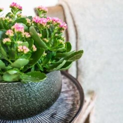 Noor Plant Bowl - Velvet Green -Indoor Plant Store Noor Plant Bowl Velvet Green 1