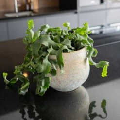 Noor Plant Pot - Metallic Grey -Indoor Plant Store Noor Plant Pot Metallic Grey 2