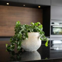 Noor Plant Pot - Metallic Grey -Indoor Plant Store Noor Plant Pot Metallic Grey 3