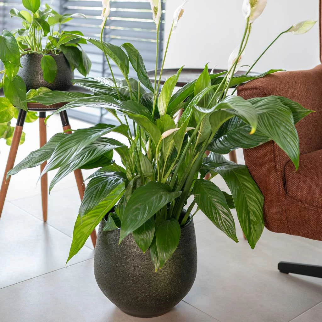 Noor Plant Pot - Velvet Green 17 Noor Plant Pot - Velvet Green - Image 17