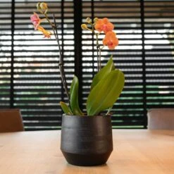 Norell Plant Pot - Black 29 Norell Plant Pot - Black -Indoor Plant Store Norell Black 07