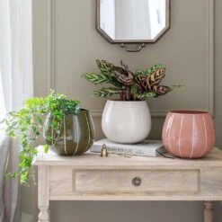 Nova Plant Pot - Cream -Indoor Plant Store Nova Plant Pot Rose 23 x 18cm 2