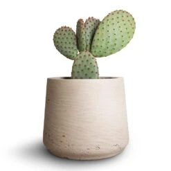 Patt Plant Pot - Grey Washed -Indoor Plant Store Opuntia microdasys Bunny Ear Cactus 10.5x15cm Patt Plant Pot Grey Washed 7eacf662 3b29 429b b6f4 1321dbae0f22