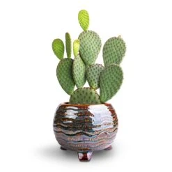 Dewi Plant Pot - Marrakesh -Indoor Plant Store Opuntia microdasys Bunny Ear Cactus 12x20cm Dewi Plant Pot Marrakesh 18x14cm a680b3c4 dfe2 432e a6b1 4b79dce90d18