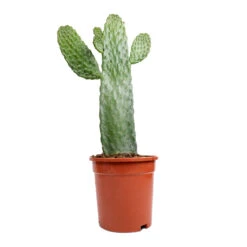 Opuntia Rubescens Consolea - Road Kill Cactus -Indoor Plant Store Opuntia rubescens Consolea Road Kill Cactus 17x35cm