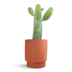Chao Plant Pot - Terra 7 Chao Plant Pot - Terra -Indoor Plant Store Opuntia rubescens Consolea Road Kill Cactus 17x35cm Chao Plant Pot Terra 19.5x22.5cm f66edb1c 7ecd 4465 9c25 fe643934be04