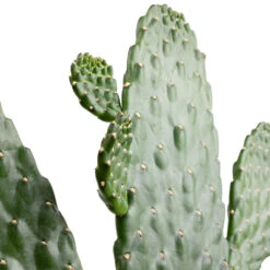 Indoor Plant Store -Indoor Plant Store Opuntia rubescens Consolea Road Kill Cactus SWATCH 2