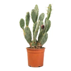 Opuntia Vulgaris - Prickly Pear Cactus -Indoor Plant Store Opuntia vulgaris Prickly Pear Cactus 17x50cm