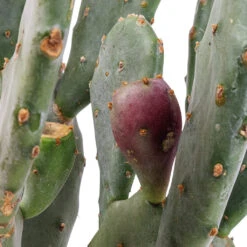Opuntia Vulgaris - Prickly Pear Cactus -Indoor Plant Store Opuntia vulgaris Prickly Pear Cactus SWATCH 3