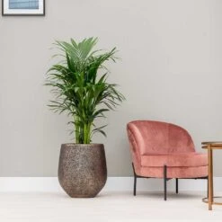 Opus Hit Darcy Planter - Gold 24 Opus Hit Darcy Planter - Gold -Indoor Plant Store Opus Hit Darcy Planter Gold Kentia Palm Indoor Plant