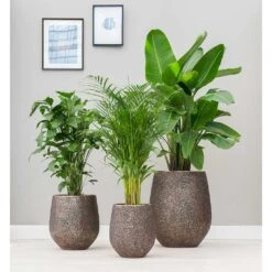 Opus Hit Darcy Planter - Gold 28 Opus Hit Darcy Planter - Gold -Indoor Plant Store Opus Hit Darcy Planter Gold Lifestyle