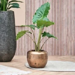 Opus Raw Couple Planter - Gold -Indoor Plant Store Opus Raw Couple Planter Gold