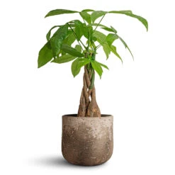 Albero Plant Pot - Cement -Indoor Plant Store Pachira aquatica Money Tree 12x40cm Albero Plant Pot Cement 16x14cm