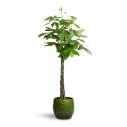 Aimee Plant Pot - Pear -Indoor Plant Store Pachira aquatica Money Tree 24x140cm Aimee Plant Pot Pear 38x34cm 2 85fa2454 48f9 4975 8251 d9e0716c1afd