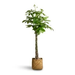 Kobe Bamboo Planter -Indoor Plant Store Pachira aquatica Money Tree 24x140cm Kobe Bamboo Planter 30x30x31cm 5ba7b36a a377 4fc2 bb0d dac79e529c77