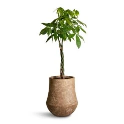 Polystone Coated Darcy Planter - Rock 11 Polystone Coated Darcy Planter - Rock -Indoor Plant Store Pachira aquatica Money Tree 27x140cm Polystone Coated Darcy Planter Rock 47x56.5cm 25c597d1 04bc 4f86 a467 e7d20b668b97