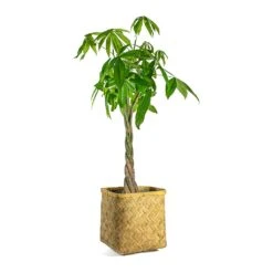 Kobe Bamboo Planter -Indoor Plant Store Pachira aquatica Money Tree Kobe Bamboo Planter plant pot 782d6ef9 8bb1 4ad4 b6ea fe0f9f066e7e