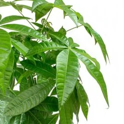 Pachira Aquatica - HydroCare -Indoor Plant Store Pachira aquatica Money Tree Leaves 2536bafe 3989 4697 8c6a 8097cac72c2c