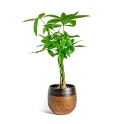 Mya Plant Pot - Shiny Mocha -Indoor Plant Store Pachira aquatica Money Tree Mya Plant Pot Shiny Mocha 22cm 7d008464 9f12 4a6f 98c1 982db41f812e