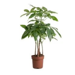 Pachira Aquatica - Multi Stem - Money Tree -Indoor Plant Store Pachira aquatica MultI Stem Money Tree 17x65cm 2
