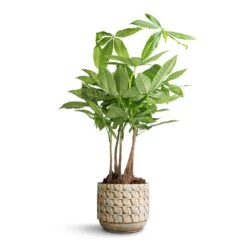 Pachira Aquatica - Multi Stem - Money Tree -Indoor Plant Store Pachira aquatica Multi Stem Money Tree 17x65cm Jim Plant Pot Shell 19x16cm 5eba2cb7 6254 43ff b696 fa60b4b2b090