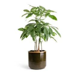 Pachira Aquatica - Multi Stem - Money Tree -Indoor Plant Store Pachira aquatica Multi Stem Money Tree 17x65cm Jordy Plant Pot Forest Green 23x21cm