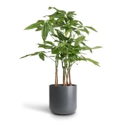 Pachira Aquatica - Multi Stem - Money Tree -Indoor Plant Store Pachira aquatica Multi Stem Money Tree 17x65cm Lisbon Plant Pot Charcoal 21x21cm
