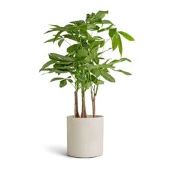 Puk Refined Planter - Natural White -Indoor Plant Store Pachira aquatica Multi Stem Money Tree 17x65cm Puk Refined Planter Natural White 20x20cm