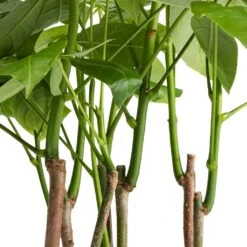 Pachira Aquatica - Multi Stem - Money Tree -Indoor Plant Store Pachira aquatica Multi Stem Money Tree 17x65cm SWATCH