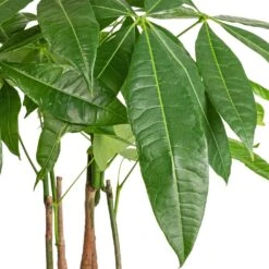 Pachira Aquatica - Multi Stem - Money Tree -Indoor Plant Store Pachira aquatica Multi Stem Money Tree 17x65cm SWATCH 3