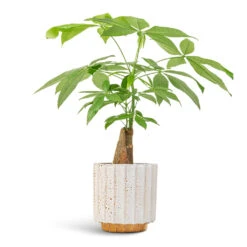 Lugano Scalloped Plant Pot - Mustard -Indoor Plant Store Pachira aquatica Thick Trunk Money Tree 14x45cm Lugano Scalloped Plant Pot Mustard 16x16cm af69bcfb 810f 4580 a786 99d1a897f9c0