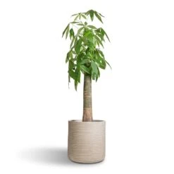 Dune Cylinder Planter - Oat -Indoor Plant Store Pachira aquatica Thick Trunk Money Tree 26x140cm Dune Cylinder Planter Oat 38x37cm
