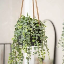 Patt Hanging Plant Pot - Black Washed 19 Patt Hanging Plant Pot - Black Washed -Indoor Plant Store Patt Hanging Plant Pot Black Washed Trailing Houseplant