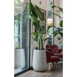 Patt High Plant Vase - Ridged Cement -Indoor Plant Store Patt High Plant Vase Ridged Cement Strelitzia Houseplant