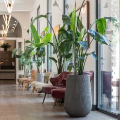 Patt High Plant Vase - Ridged Dark Grey -Indoor Plant Store Patt High Plant Vase Ridged Dark Grey Strelitzia Houseplant