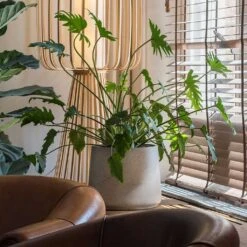 Patt Plant Pot - Grey Washed -Indoor Plant Store Patt Plant Pot Grey Washed Xanadu Houseplant