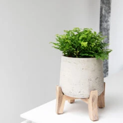 Patt Plant Pot - Low Stand - Grey Washed 13 Patt Plant Pot - Low Stand - Grey Washed -Indoor Plant Store Patt Plant Pot Low Stand Grey Washed Lifestyle 02