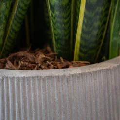 Patt High Plant Vase - Ridged Cement -Indoor Plant Store PattHighPlantVase RidgedCement 4