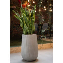 Patt High Plant Vase - Ridged Cement -Indoor Plant Store PattHighPlantVase RidgedCement 5