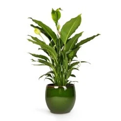 Charlotte Plant Pot - Green 34 Charlotte Plant Pot - Green -Indoor Plant Store Peace Lily 24 x10 Charlotte Plant Pot Green 33x30cm 9119174a 1f3a 4cc0 ae71 80d177274419