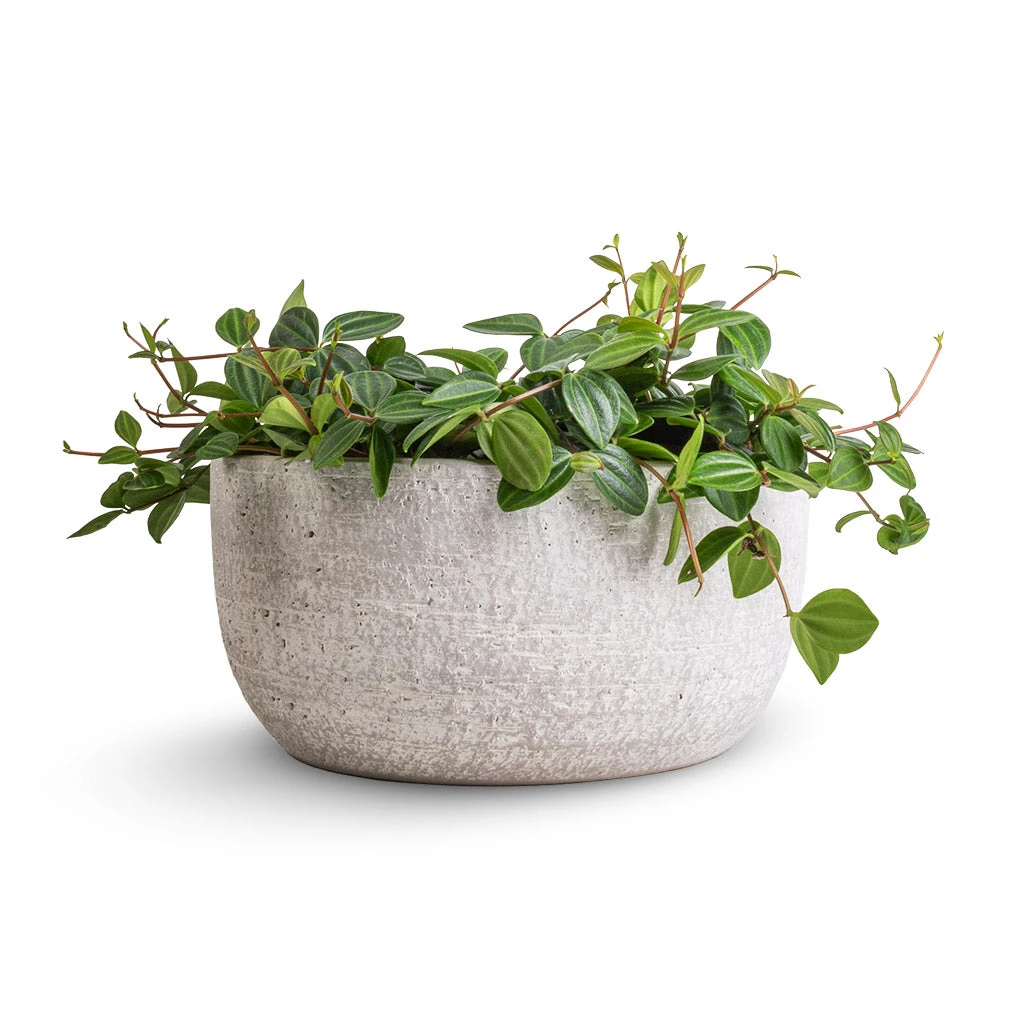 Cas Plant Bowl - Cool Grey 2 Cas Plant Bowl - Cool Grey - Image 2