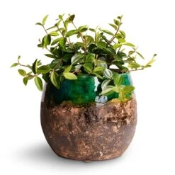 Lindy Plant Pot - Black Green -Indoor Plant Store Peperomia angulata rocca scuro Dark Green Beetle Radiator Plant 12x20cm Lindy Plant Pot Black Green 19x16cm 2d4cf0ce 9e80 4ff3 9920 6da54cfb156f