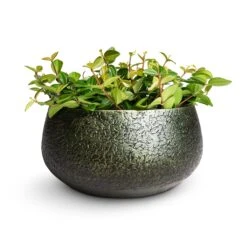 Noor Plant Bowl - Velvet Green -Indoor Plant Store Peperomia angulata rocca scuro Dark Green Beetle Radiator Plant 12x20cm Noor Plant Bowl Velvet Green 28x13cm 62e671b3 e4fa 4be3 83ff 3d10f8c20f90
