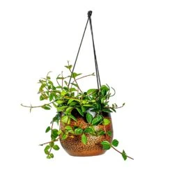 Mya Hanging Planter - Shiny Mocha -Indoor Plant Store Peperomia angulata rocca scuro Dark Green Beetle Radiator Plant Mya Hanging Planter Shiny Mocha b4c99ae9 5d4a 4b04 be8c 297ea5c00325