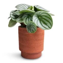Chao Plant Pot - Terra 8 Chao Plant Pot - Terra -Indoor Plant Store Peperomia argyreia Watermelon Peperomia 12x20cm Chao Plant Pot Terra 13x15cm 93ab2fa1 c12f 4989 aa73 cc80b1293188