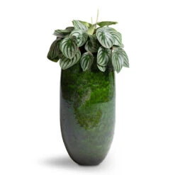 Aimee Tall Plant Vase - Pear 8 Aimee Tall Plant Vase - Pear -Indoor Plant Store Peperomia argyreia Watermelon Peperomia 15x25cm Aimee Tall Plant Vase Pear 22x45cm