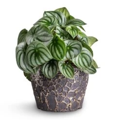 Lava Couple Straight Relic Planter - Black 11 Lava Couple Straight Relic Planter - Black -Indoor Plant Store Peperomia argyreia Watermelon Peperomia 15x25cm Lava Couple Straight Relic Planter Black 19x13cm e57b0b0d 83ea 442e 96e6 c72b52dc01a7