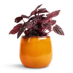 Charlotte Plant Pot - Spiced Ochre 22 Charlotte Plant Pot - Spiced Ochre -Indoor Plant Store Peperomia caperata Red Luna 11x20cm Charlotte Plant Pot Ochre 15x13cm