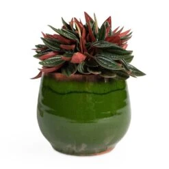 Charlotte Plant Pot - Green 24 Charlotte Plant Pot - Green -Indoor Plant Store Peperomia caperata Rosso 10.5x15cm Charlotte Plant Pot Green 15x13cm be3df768 4a07 49bf 8c82 69b614e201d5